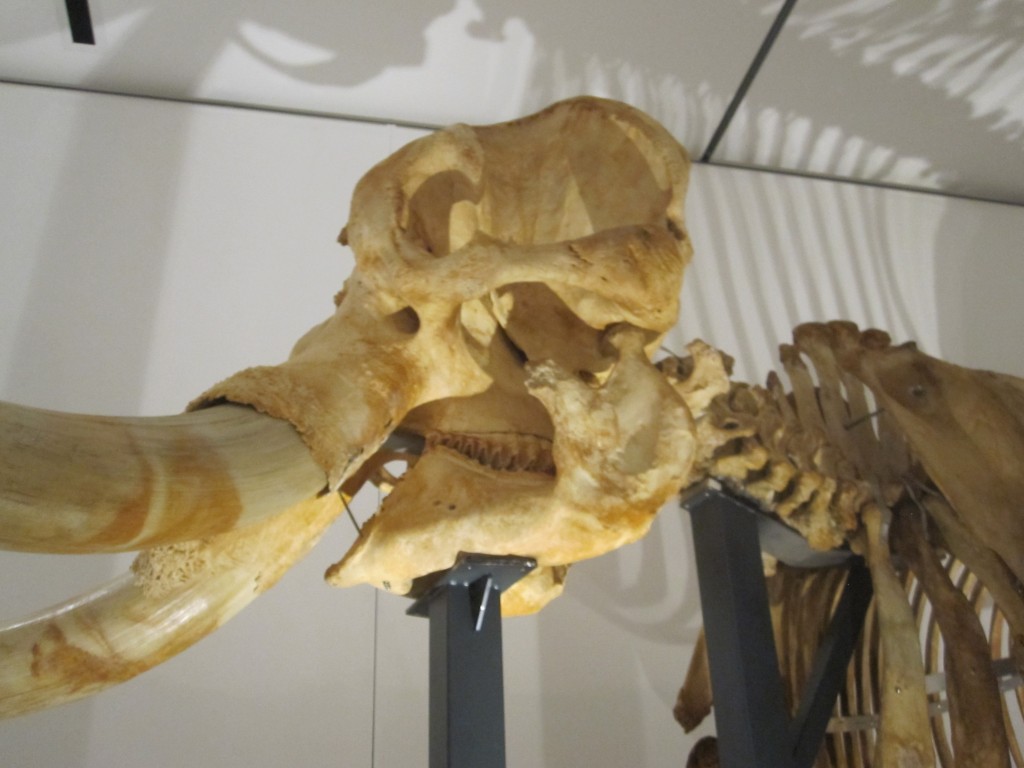 2015年に訪れた沖縄県立博物館「大哺乳類展ぼくらのなかまたち」（自主企画事業）