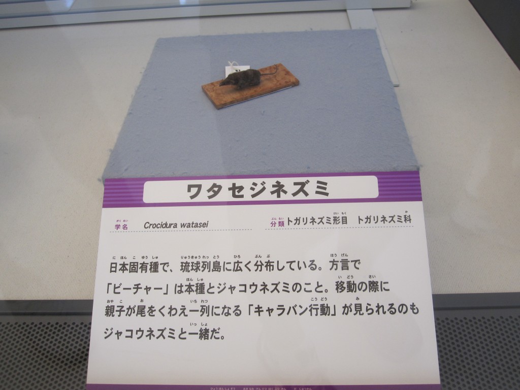 2015年に訪れた沖縄県立博物館「大哺乳類展ぼくらのなかまたち」（自主企画事業）