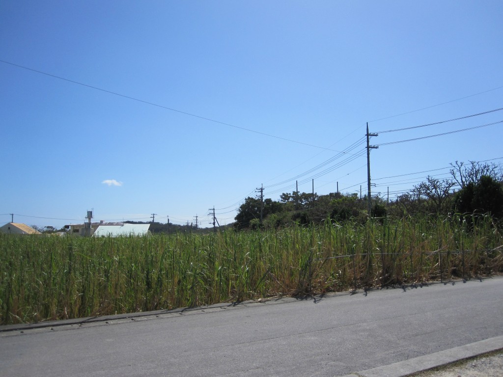 沖縄の眩しい青空と風に揺れるウージ畑（サトウキビ）