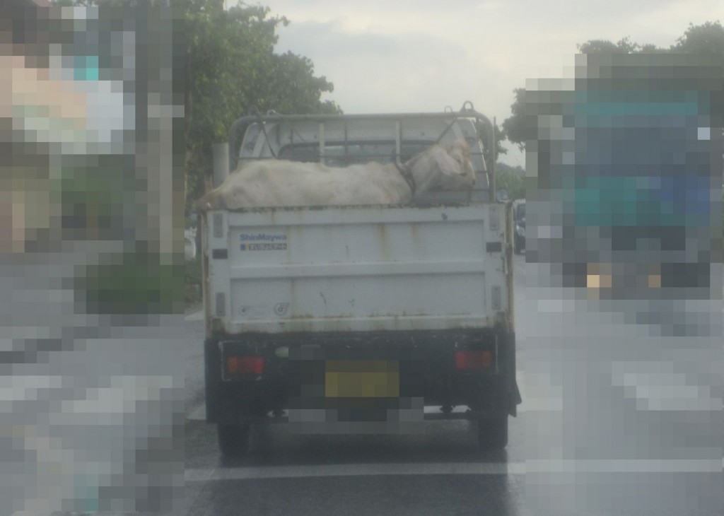 大きなヤギ（山羊）を乗せて走行する軽トラックの荷台を撮影