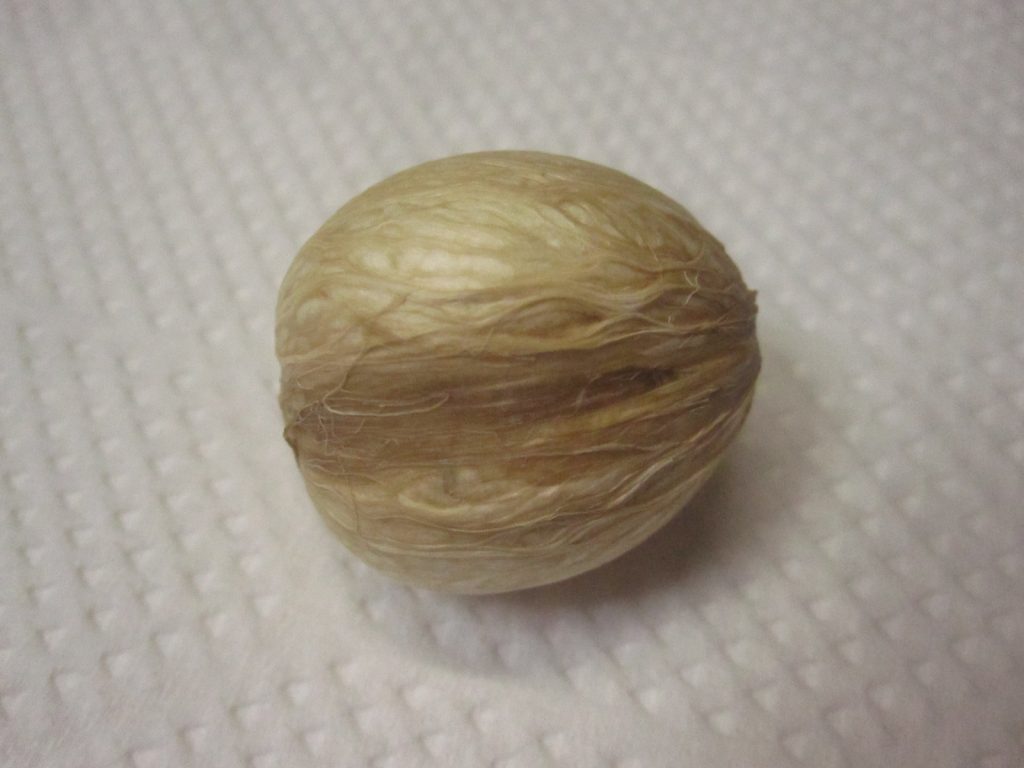 採っておいたシロサポテ（ホワイトサポテ）のタネ・種子
