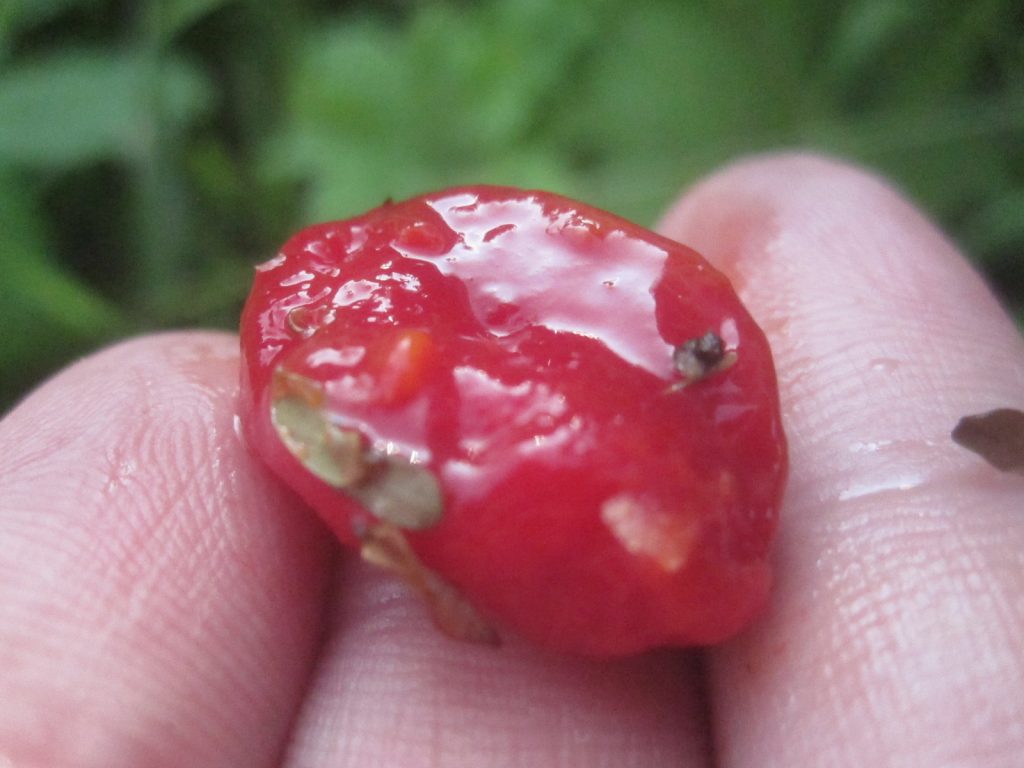 完熟した種子の表面を覆う赤いゼリー状の種皮は甘く食べられるらしいが食べる勇気が湧いてこない・・・