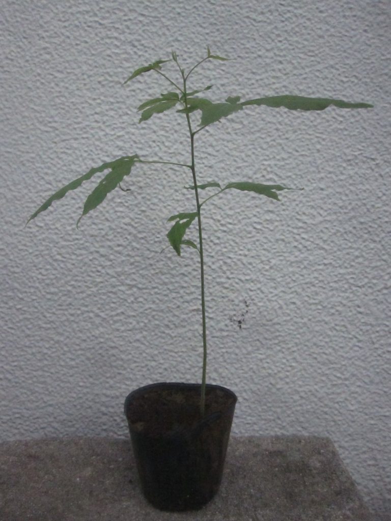 鉢に植えた種子は順調に発芽して約4ヶ月後の現在は30センチ近くも成長した
