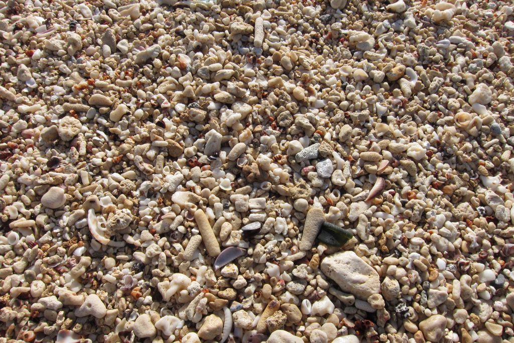 海岸・浜辺ビーチのサンゴ（珊瑚）や貝殻