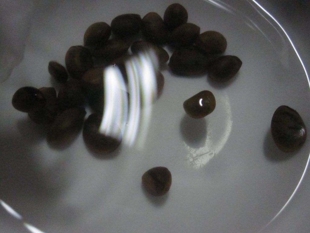 アテモヤのタネ・種子を水に入れると浮かぶが、放置しておくと1粒ずつ沈んでいく