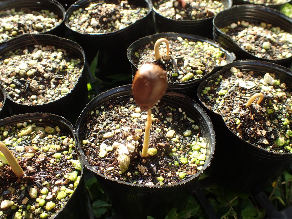 殻を抜くことができず被ったままの状態で芽が伸びるアテモヤ