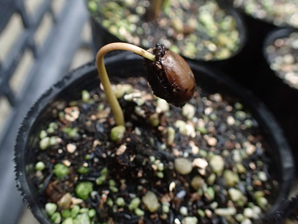 殻を被ったまま茎が成長するアテモヤの芽