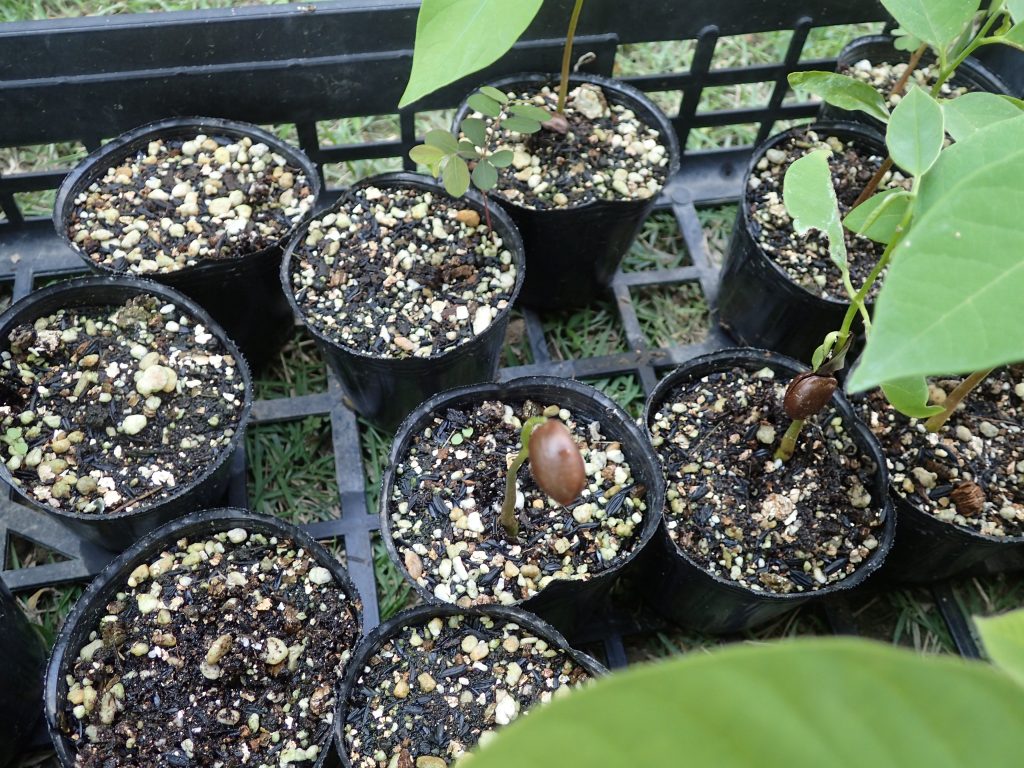 発芽しても種子の殻を抱えたまま成長が止まったり芽すら出てこない鉢が半分ほどある