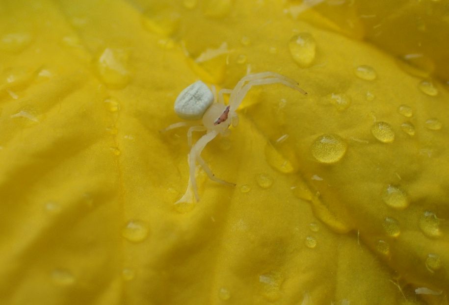 黄色い花の上を白い蜘蛛（クモ）が歩いていた