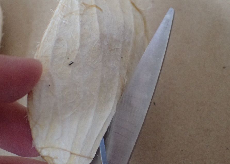マンゴーのタネの殻・皮をハサミで切る