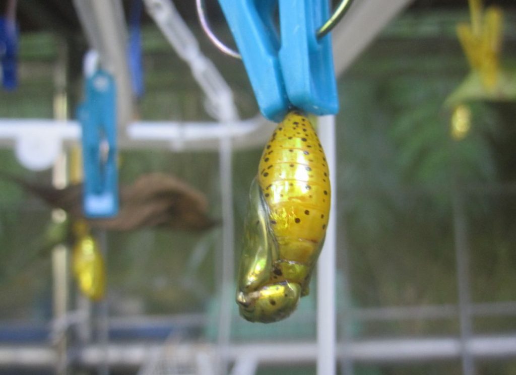 日本で最大級サイズの蝶”オオゴマダラ”の成虫と黄金色の蛹（さなぎ）