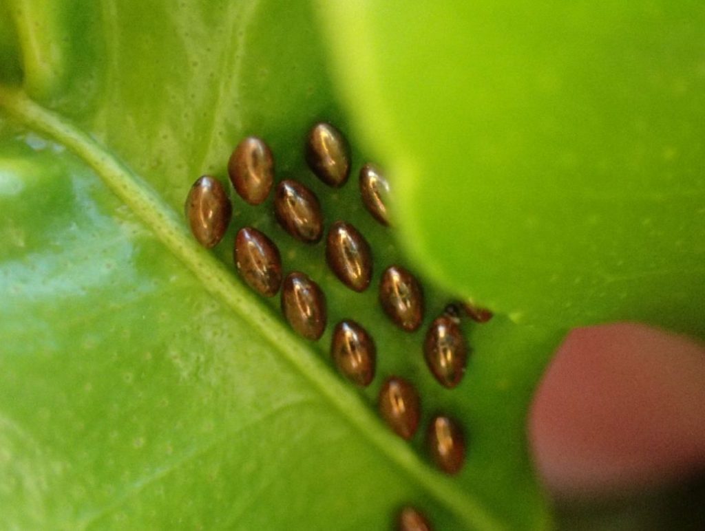 ミカン・シークアーサーの葉の裏に昆虫の卵らしきものを発見