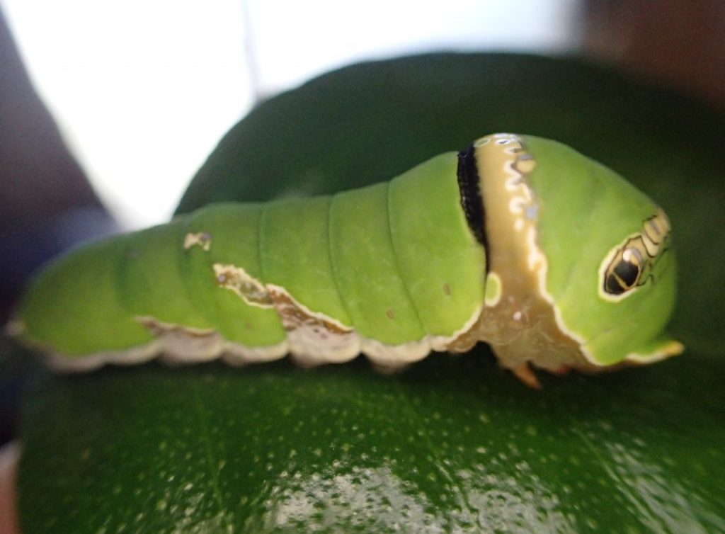 ミカンの葉の上で休むアゲハチョウの幼虫
