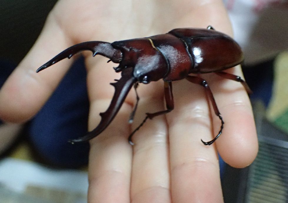 沖縄の山の中で捕まえた天然のクワガタ虫
