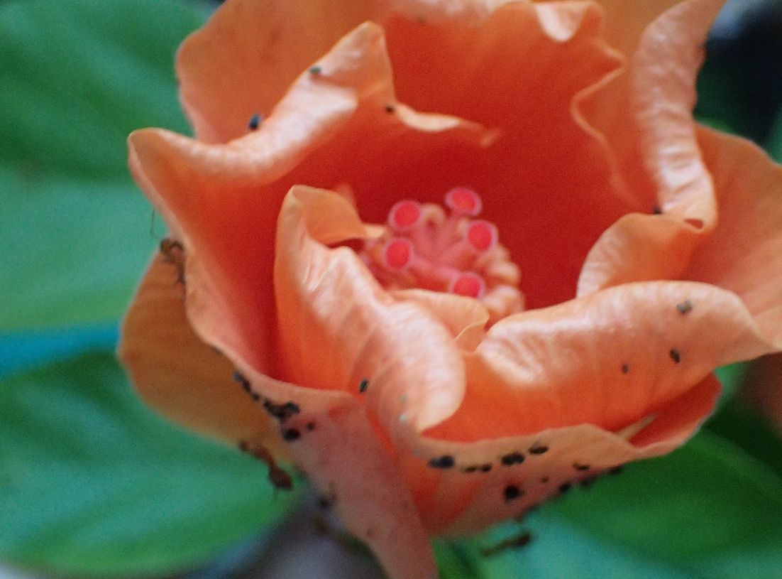 ハイビスカスの花に小さくて黒い虫（アブラムシ）が大発生した様子