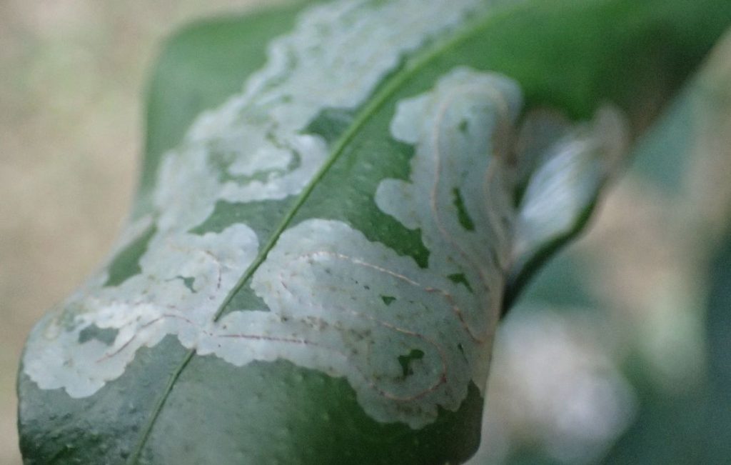 コーレーグースでハモグリバエ エカキムシを退治 苗木の葉を食い荒らす害虫を調味料で予防 対策できるか試す レキオ日記