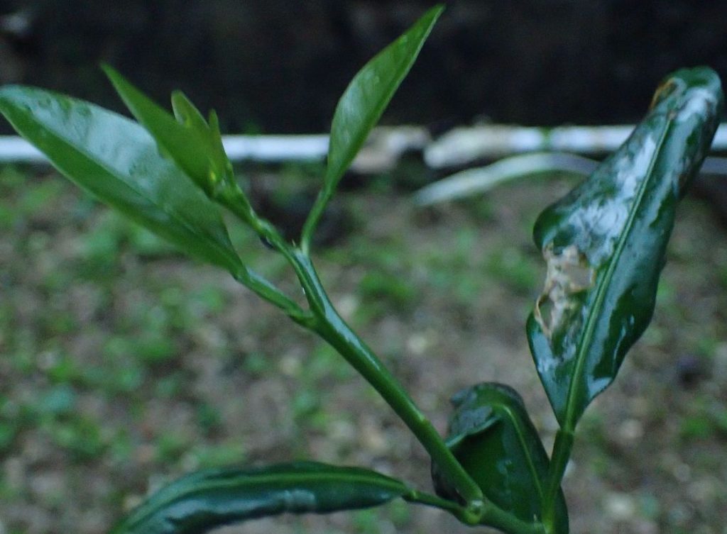 ハモグリバエに食われても新しい芽が育ったシークワーサーの苗木・果樹