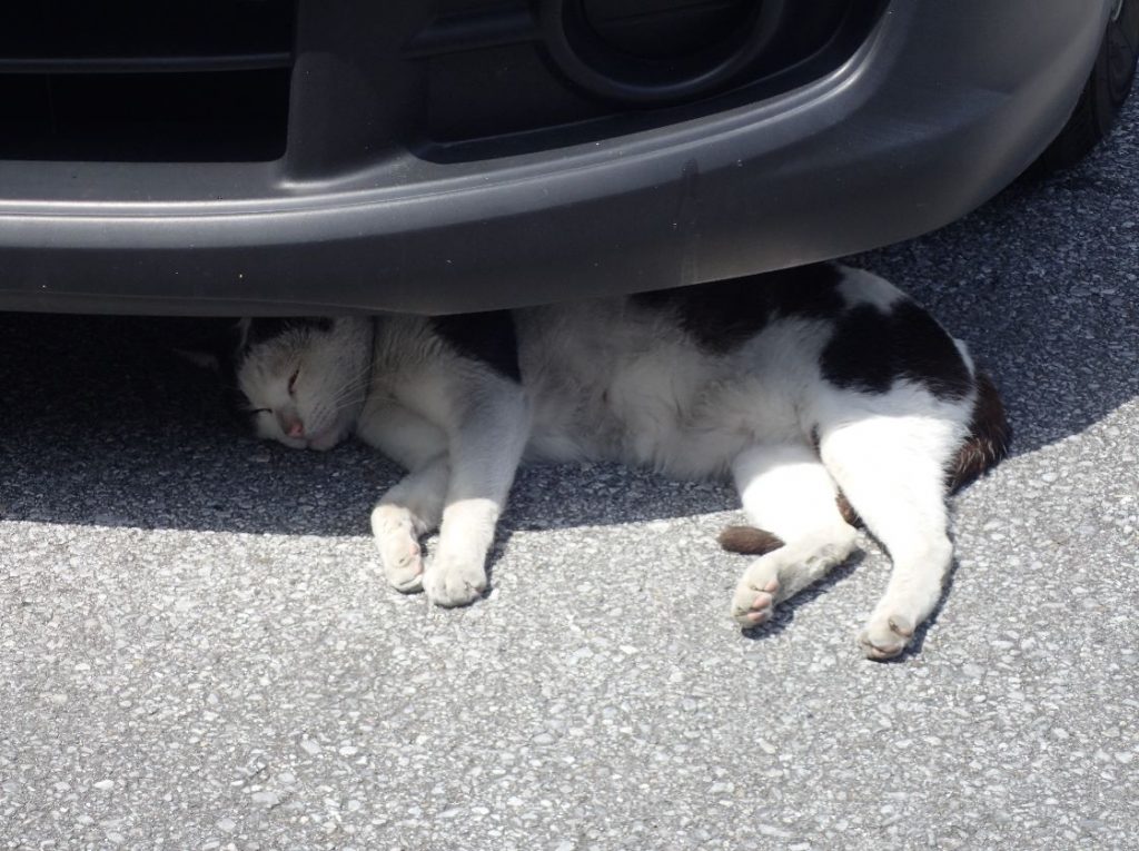 駐車していたクルマのタイヤ脇で昼寝する野良猫