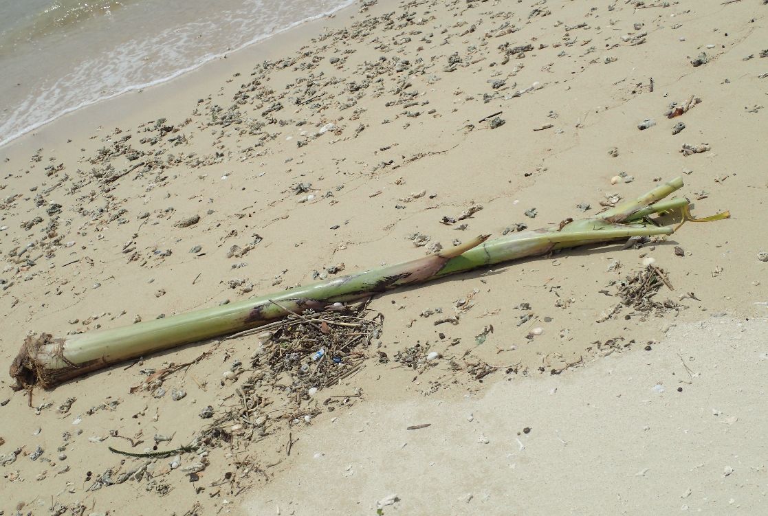 浜辺に打ち上がったバナナの木