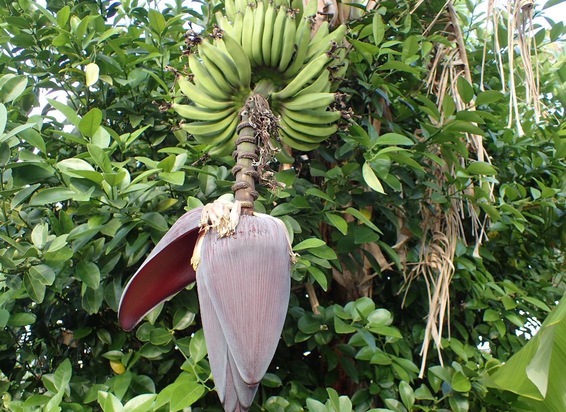600円の島バナナ苗木を植えて数年後に果実した様子