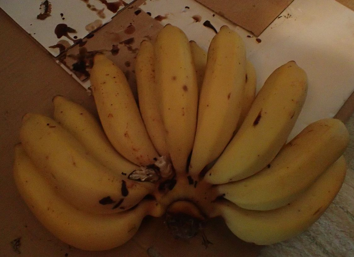 立派な島バナナの実が収穫できて元が取れた（笑）