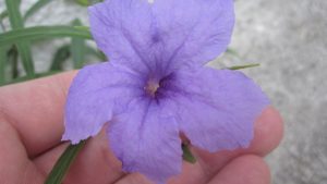 ヤナギバルイラソウ（柳葉ルイラ草）の紫色の花